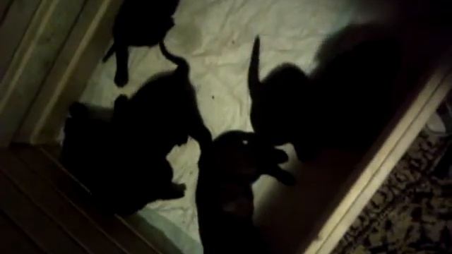 Щенки кане корсо 1 месяц смотреть онлайн