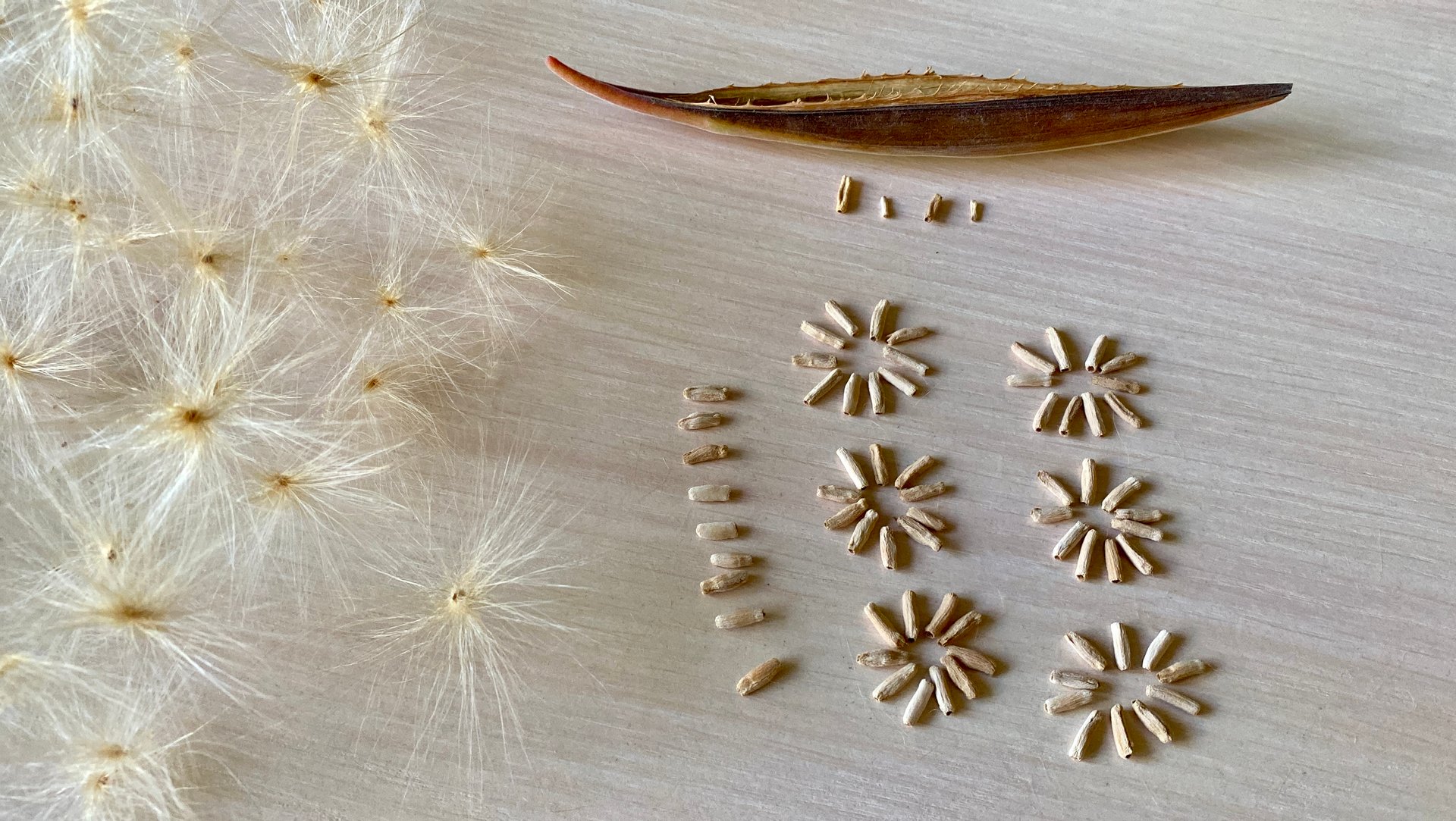 Ну наконец-то! Дождалась я когда поспеют семена адениума! Сколько штук в рожке? 26 марта 2024 г. смотреть онлайн