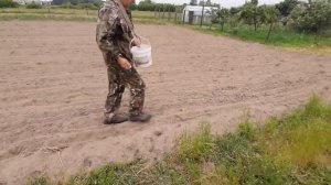 Посев гречихи на сидерат