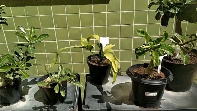 🌺 ASSISTA esse vídeo ANTES DE COMPRAR ROSA DO DESERTO ESCURA #adenium #rosadodeserto смотреть онлайн