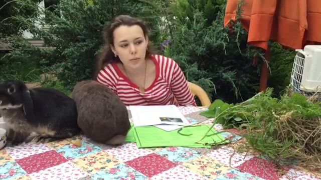 Кормление карликовых кроликов смотреть онлайн