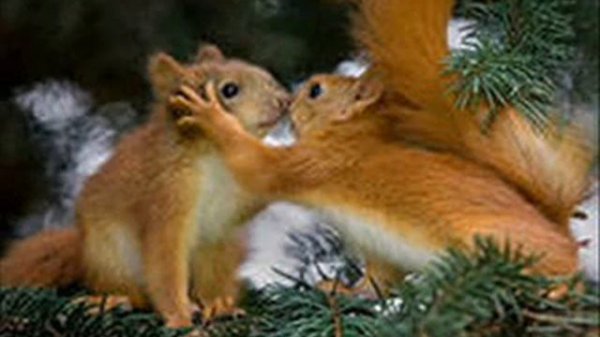 120000 поцелуев, Эмиль Горовец.