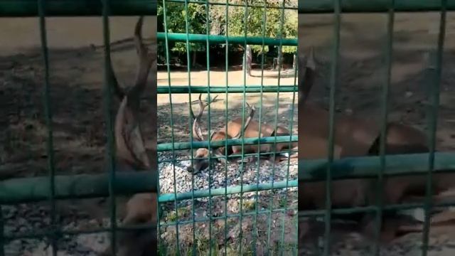 Красная Поляна. Вольерный зоопарк.Aviary Zoo.