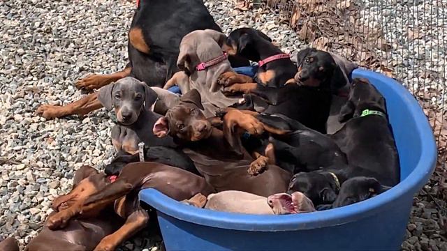 Connecticut AKC Doberman Pinscher Breeder. Puppies for sale New York, Massachusetts, New England. смотреть онлайн