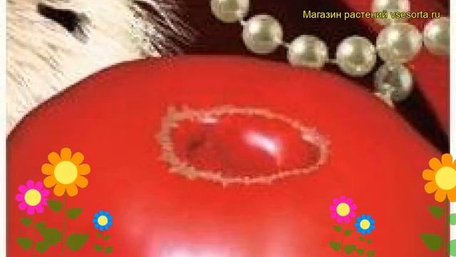 Томат обыкновенный Королевская Мантия. Краткий обзор, описание характеристик, где купить семена смотреть онлайн