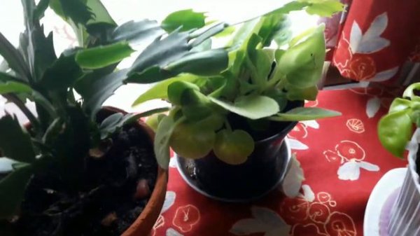 МОЯ КОЛЛЕКЦИЯ ДОМАШНИХ ЦВЕТОВ