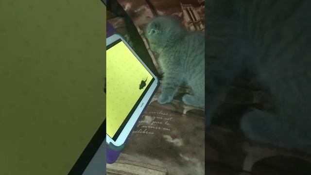 #Cat catches mice#кот ловит мышей# смотреть онлайн