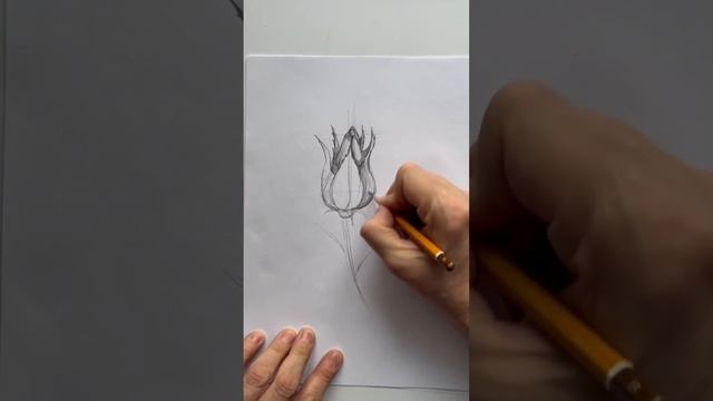 Как нарисовать Розу?#урокрисования#роза#рисуемцветы#урокидлявзрослых#арттерапия#рисуноккарандашом смотреть онлайн