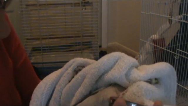 How To: Trim Cockatiel's Nails