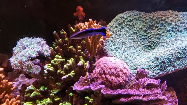 120g Fairy Wrasse Tank смотреть онлайн