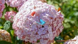 Гортензия древовидная Кандибел Баблгам ? обзор: как сажать, саженцы гортензии Кандибел Баблгам