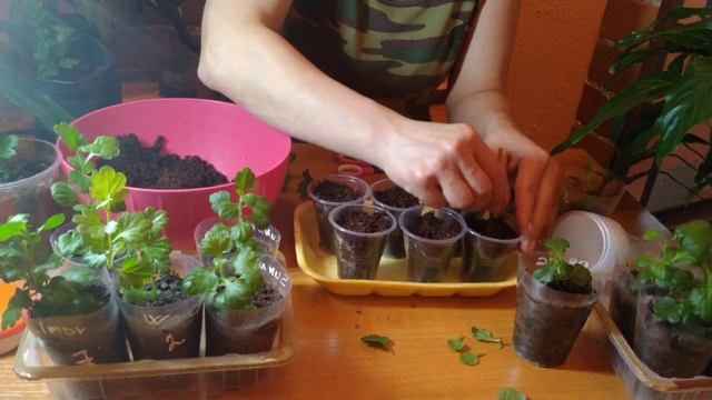 ХРИЗАНТЕМА МУЛЬТИФЛОРА . ЧЕРЕНКОВАНИЕ И УКОРЕНЕНИЕ . смотреть онлайн