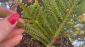 Кедр ливанский?