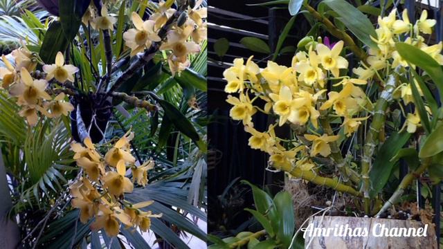 ഹൈബ്രിഡ് ഓര്ക്കിഡ് വാങ്ങുമ്പോള് |Hybrid Orchid Care |Orchid Malayalam|#orchidmalayalam смотреть онлайн