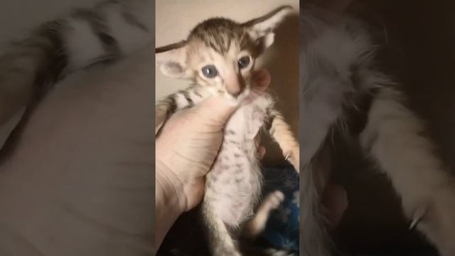 Ясли, младшая группа. Ориентальные котята. смотреть онлайн