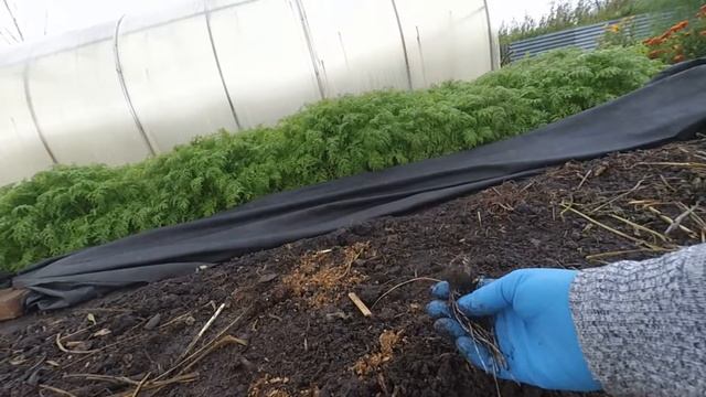 Посадка озимого чеснока