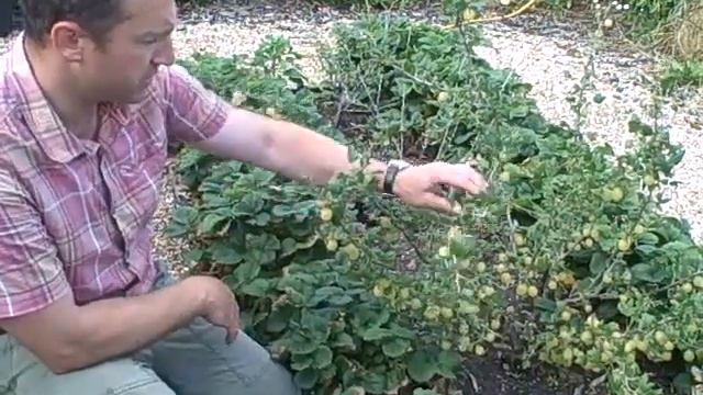 Living Leaves - gooseberries on 12 July 2010 смотреть онлайн