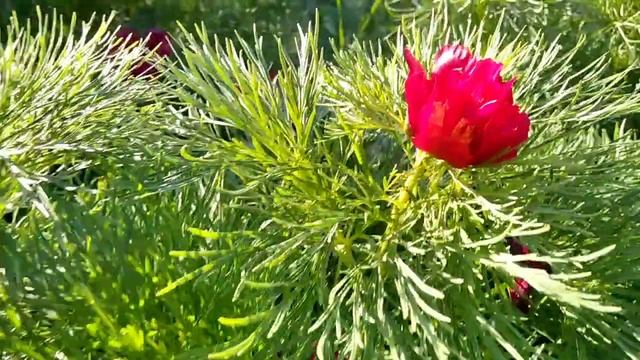 Воронец (пион тонколистный) / Цветок занесённый в Красную книгу смотреть онлайн