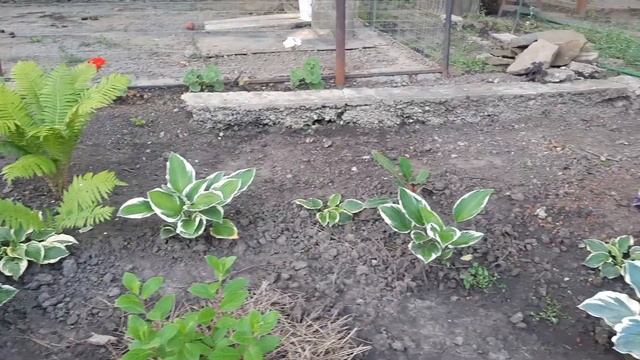 Мой огород в конце июня. Теплица. Цветы. Обзор. 28 июня 2022 г. смотреть онлайн