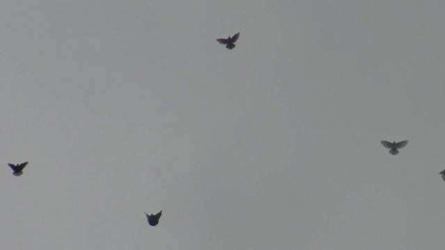 Полет Николаевских голубей 248 смотреть онлайн