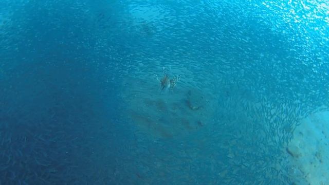 Lionfish. Pterois Volitans. Red Sea. смотреть онлайн