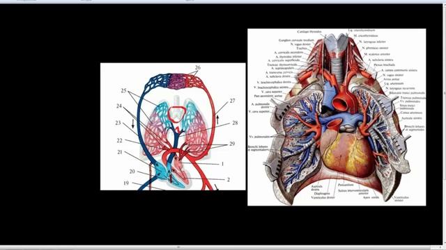 Малый круг кровообращения,кратко. смотреть онлайн