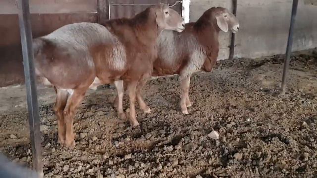 хозяйство Адилета Осербаева. ст. Копа. Анвар Рустемов +77017224679(ватцап) смотреть онлайн
