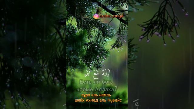 Сура аль намль | шейх Ахмад аль Нуфайс #коран #сура #сураальнамль #шейх #ислам #татарстан #казань смотреть онлайн