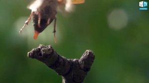 Антигравитация - Принцип полета майского жука.