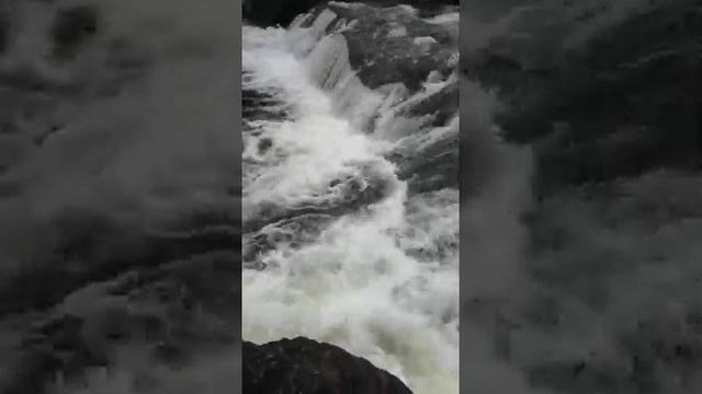 Горбуша идёт на нерест. Мурманская область, водопад Черный Падун. смотреть онлайн