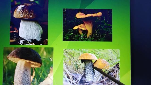 Занятие по ознакомлению с окружающим для детей средней группы "Что такое лето!" смотреть онлайн