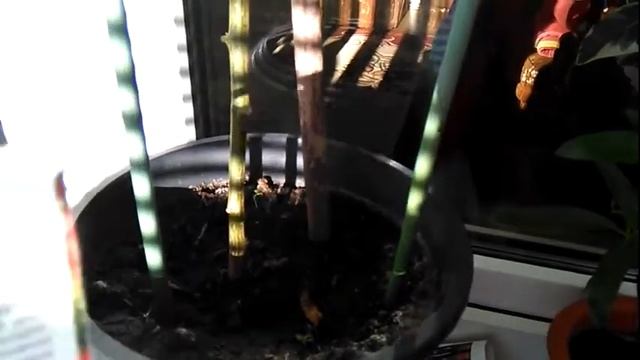 Перец - дерево. Спрут смотреть онлайн