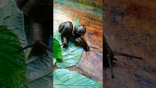 Семья улиток ‼️‼️‼️ смотреть онлайн