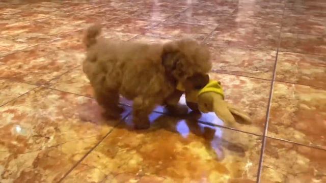 Щеночек мальтипу RedBrown