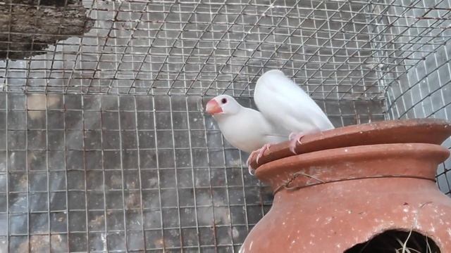 BEST & HEALTHY FOOD FOR JAVA смотреть онлайн