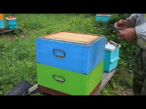 муравьи в ульях, как избавиться?