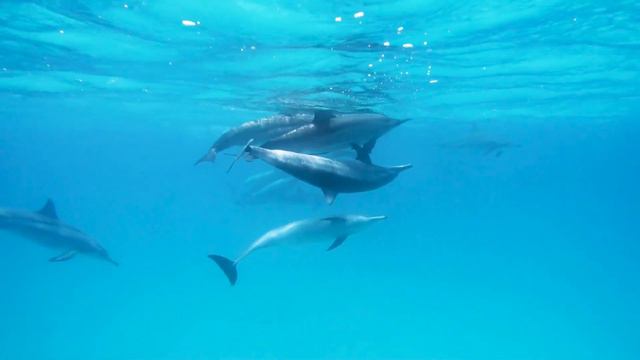 The Ocean 8K 🐠 Discover Sea Animals And Soothing Music Affect Your Mind! (8K Video Ultra HD)