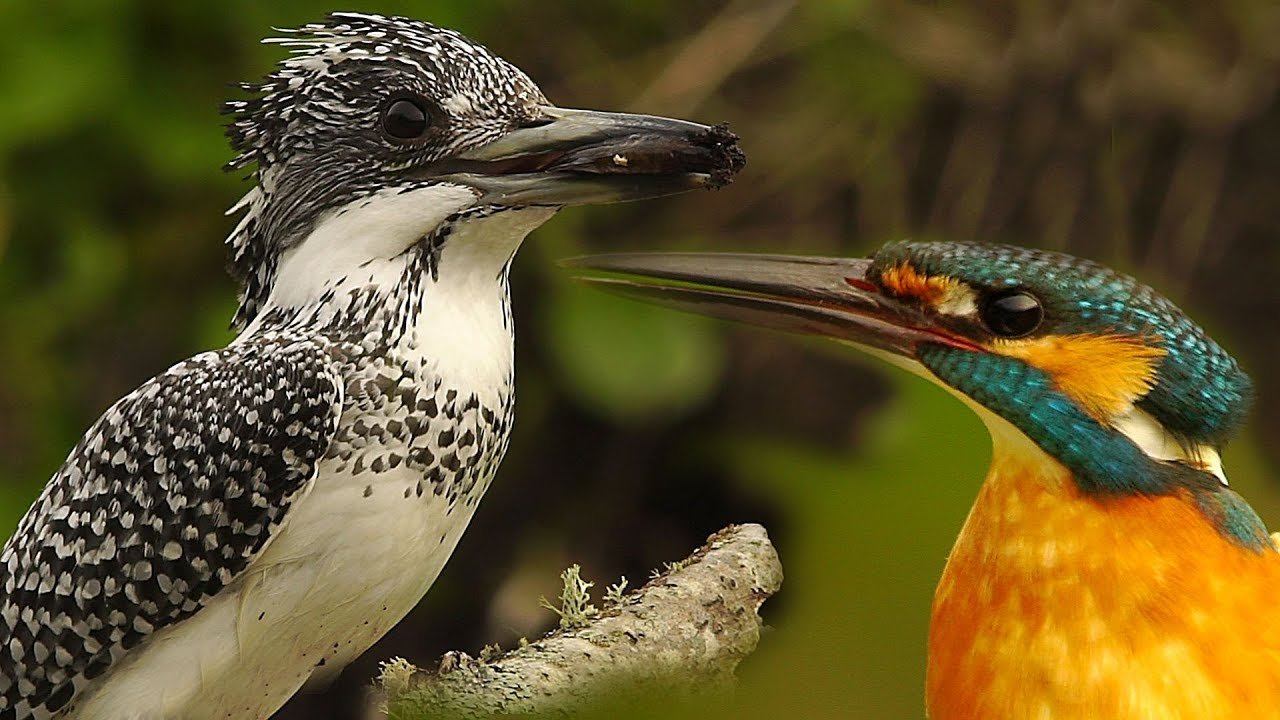 Зимородок обыкновенный против пегого - Kingfisher Vs. Crested Kingfisher!