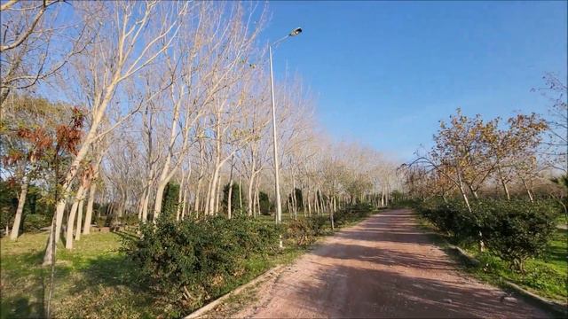 Winter in Turkey. Walk between flowers, palms and olive trees. Antalya. morning glory, Convolvulus смотреть онлайн
