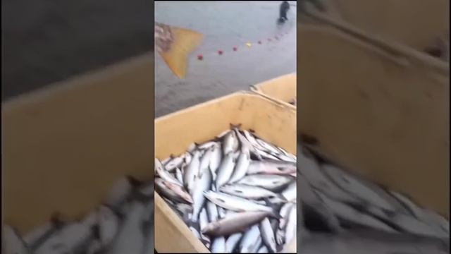 #Ловля рыбы #Как называется эта рыба#Рыбалка #камчатка #2021 #fishing #fish #shorts смотреть онлайн