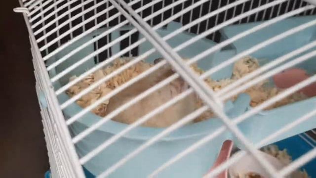 Мой 🐹 /как появился?/что произошло?😛 смотреть онлайн