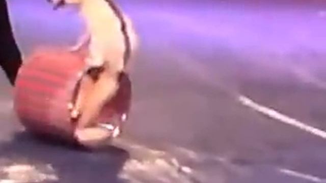 Облом в цирке. Питерский цирк в Махачкале)) смотреть онлайн