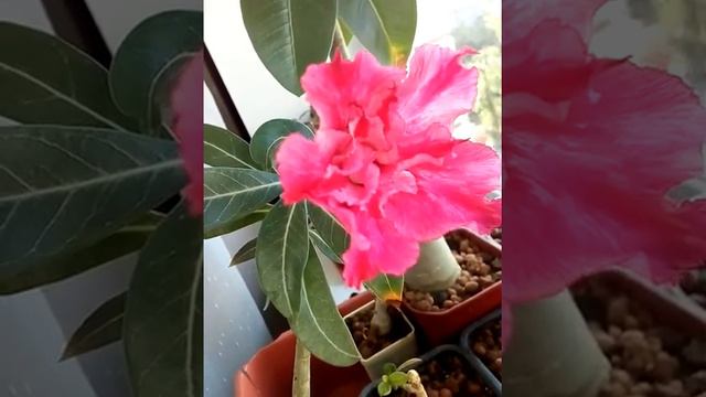 Зацвел адениум ( Adenium Obesum).