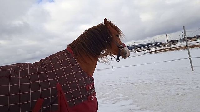 Уэльский пони знакомится с маленькой зеброй. смотреть онлайн