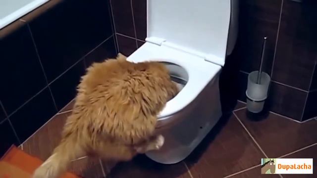приколы со зверюшками смотреть онлайн