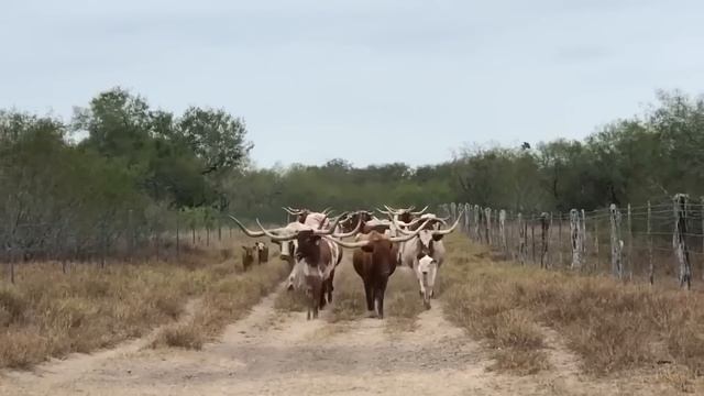 Посмотрите, На Что Способен Самый Мощный Бык в Мире