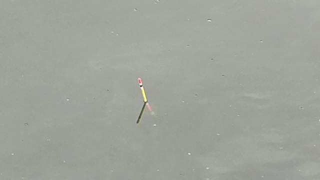 Поклевки крупным планом на поплавки разных типов. #поклевка смотреть онлайн