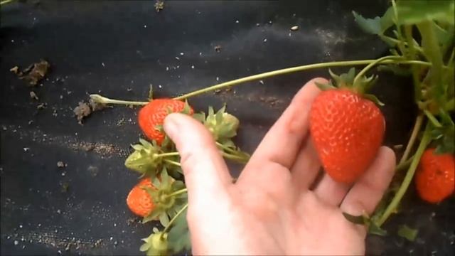 САН АНДРЕАС- ремонтантный сорт клубники, селекция США. смотреть онлайн