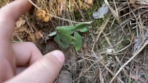 ВЕСЕННИЕ ГРИБЫ В АПРЕЛЕ| ГРИБНИК ОЧЕНЬ ДОВОЛЕН| ГРИБЫ 2023