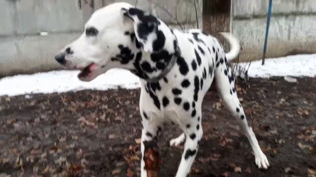 Свинка свое болото найдет